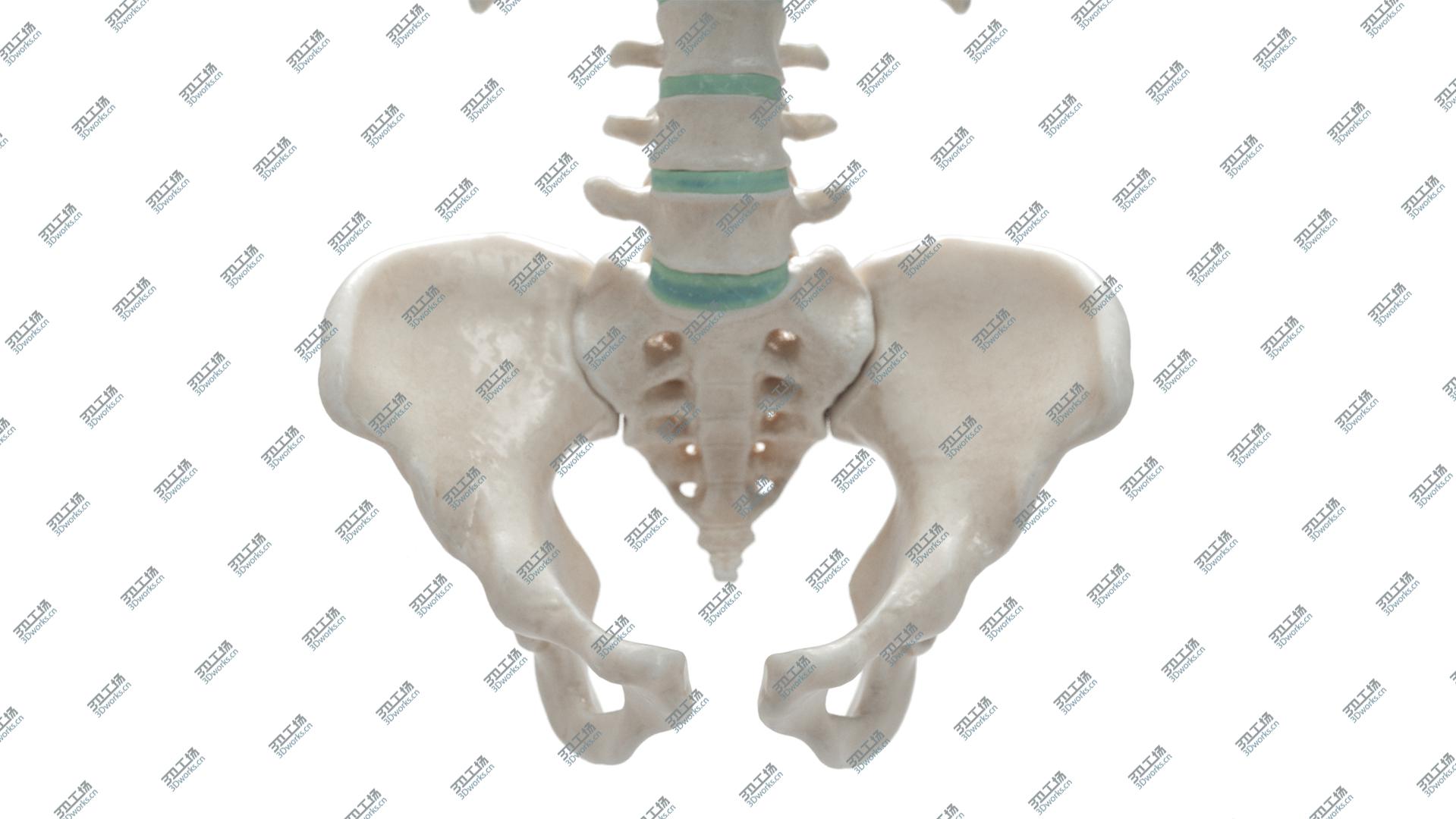 images/goods_img/20210319/Female Torso Skeleton model/4.jpg